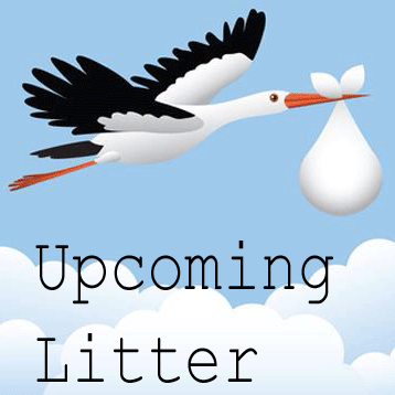 upcoming litter